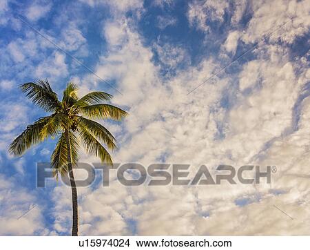 Palm tree against cloudy sky View Large Photo Image Picture - Palm tree against cloudy sky. Fotosearch