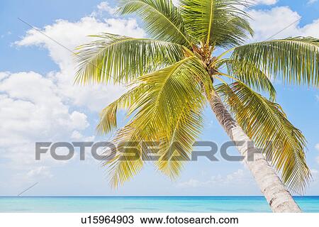 Palm tree against sea View Large Photo Image Stock Image - Palm tree against sea. Fotosearch