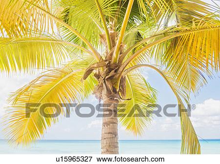 Stock Photo - Palm tree against sea. Fotosearch
