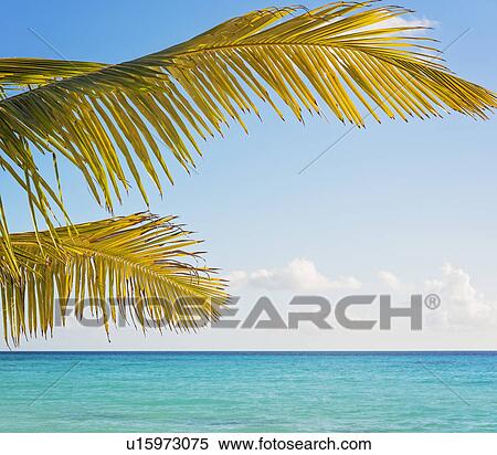 Palm tree against turquoise sea View Large Photo Image Stock Photography - Palm tree against turquoise sea. Fotosearch