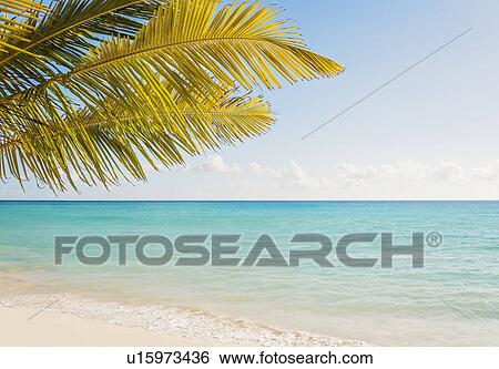 Stock Photograph - Palm tree growing in sandy beach. Fotosearch