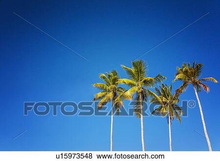 Stock Photo - Palm trees against clear sky. Fotosearch
