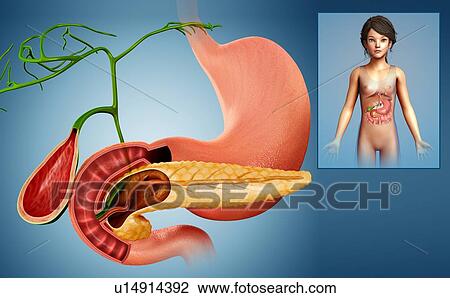 Stock Image - Pancreas and gallbladder, illustration. Fotosearch