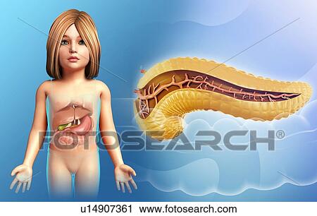 Stock Image - Pancreas cross-section, illustration. Fotosearch