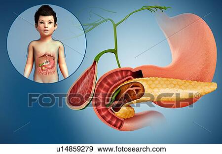 Stock Photo - Pancreas cross-section, illustration. Fotosearch
