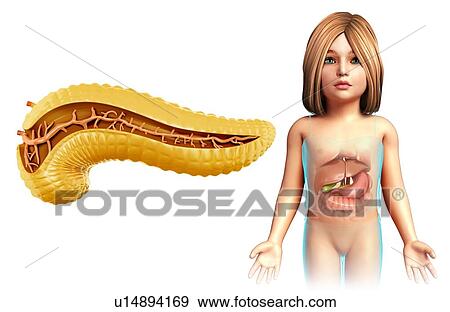 Pancreas cross-section, illustration View Large Photo Image Stock Photo - Pancreas cross-section, illustration. Fotosearch