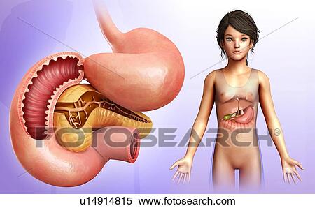 Pancreas cross-section, illustration View Large Photo Image Stock Photography - Pancreas cross-section, illustration. Fotosearch