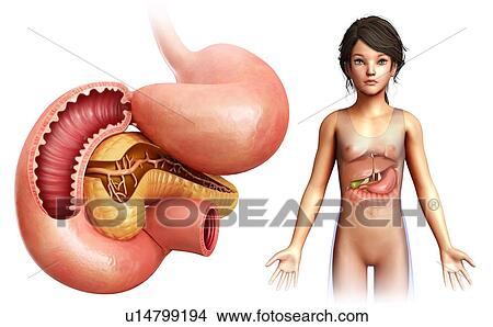 Picture - Pancreas, illustration. Fotosearch
