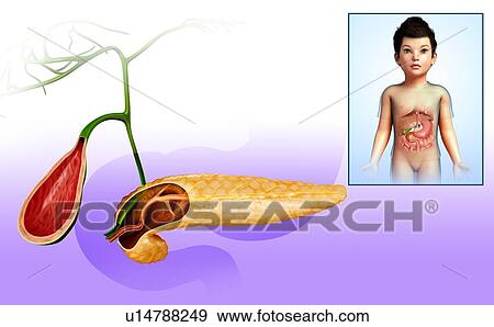 Pancreas, illustration View Large Photo Image Stock Photo - Pancreas, illustration. Fotosearch