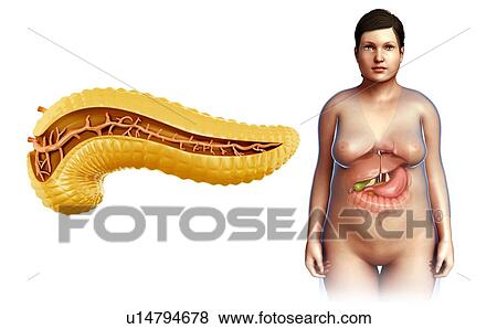 Pancreas, illustration View Large Photo Image Stock Photo - Pancreas, illustration. Fotosearch