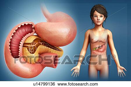 Stock Photograph - Pancreas, illustration. Fotosearch