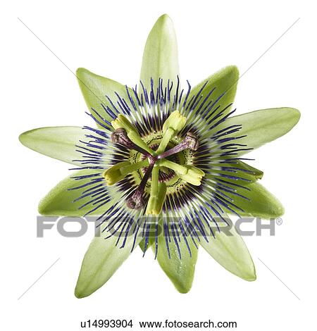 Passion flower View Large Photo Image Picture - Passion flower. Fotosearch