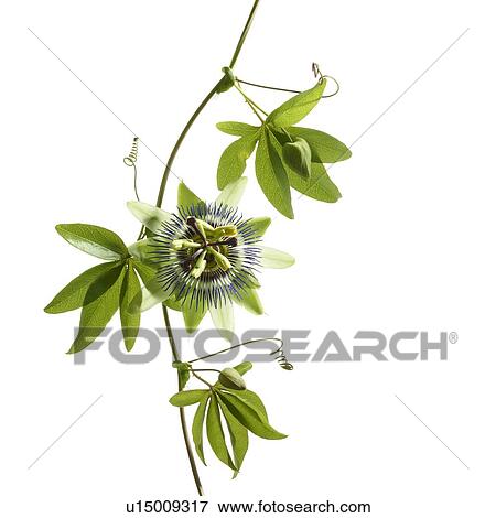 Stock Photo - Passion flower. Fotosearch