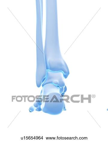 Picture - Pelvic floor muscles. Fotosearch