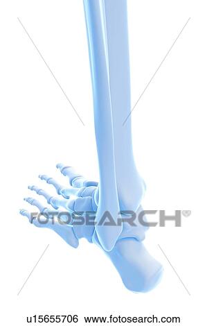 Stock Photograph - Pelvic floor muscles. Fotosearch