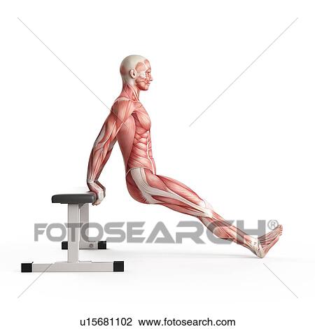 Stock Image - Person doing bench dip exercise. Fotosearch