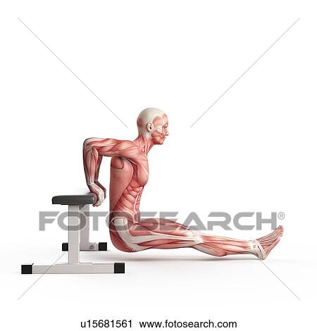 Person doing bench dip exercise View Large Photo Image Stock Image - Person doing bench dip exercise. Fotosearch