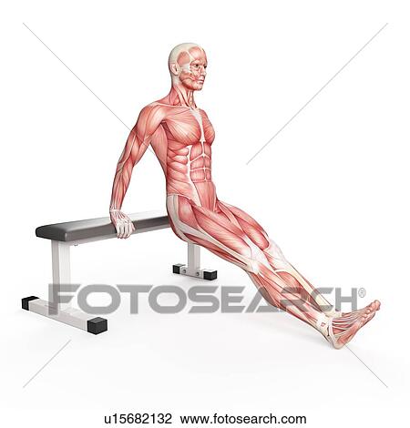 Person doing bench dip exercise View Large Photo Image Stock Image - Person doing bench dip exercise. Fotosearch