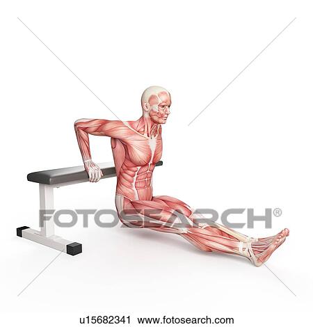 Stock Image - Person doing bench dip exercise. Fotosearch