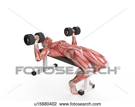 Stock Image - Person doing bench press exercise. Fotosearch