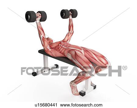 Stock Image - Person doing bench press exercise. Fotosearch