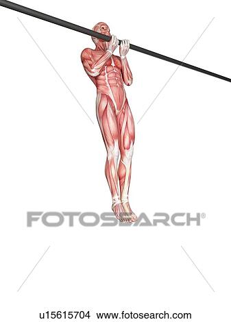Picture - Person using chin up bar. Fotosearch