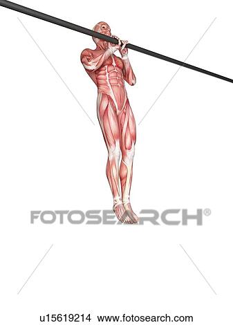 Picture - Person using chin up bar. Fotosearch