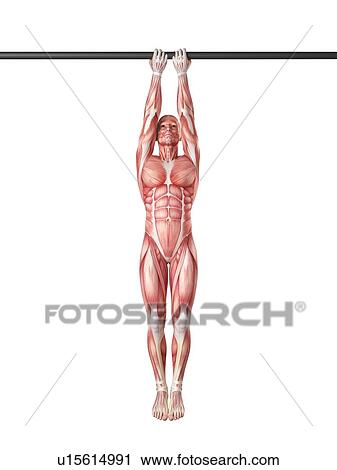 Stock Image - Person using chin up bar. Fotosearch