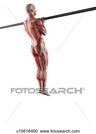 Person using chin up bar View Large Photo Image Stock Image - Person using chin up bar. Fotosearch