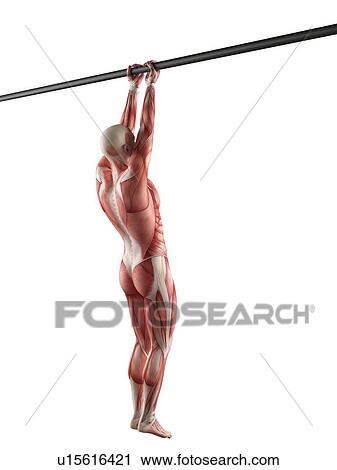 Stock Image - Person using chin up bar. Fotosearch