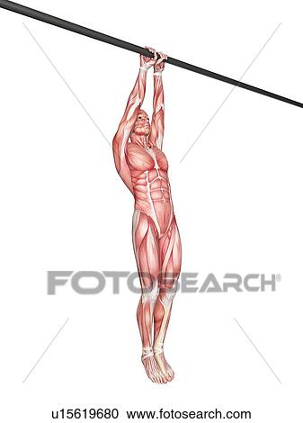 Person using chin up bar View Large Photo Image Stock Image - Person using chin up bar. Fotosearch