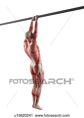 Stock Image - Person using chin up bar. Fotosearch