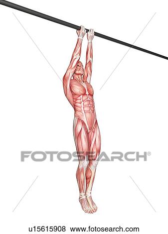 Person using chin up bar View Large Photo Image Stock Photo - Person using chin up bar. Fotosearch