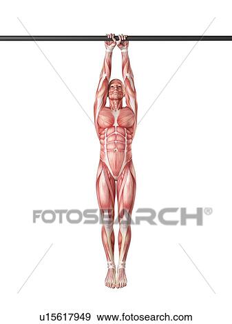 Stock Photo - Person using chin up bar. Fotosearch