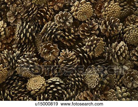 Stock Photo - Pine cones. Fotosearch