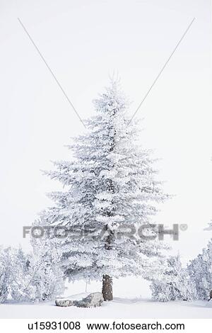 Stock Photo - Pine tree and junipers covered with snow. Fotosearch