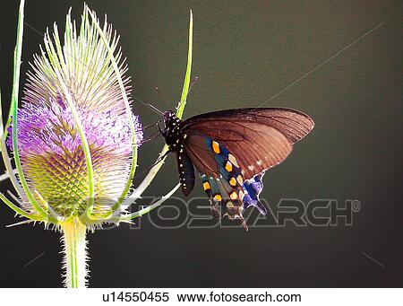 Stock Photography - Pipervine Swallowtail. Fotosearch