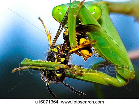 Picture - Praying Mantis. Fotosearch