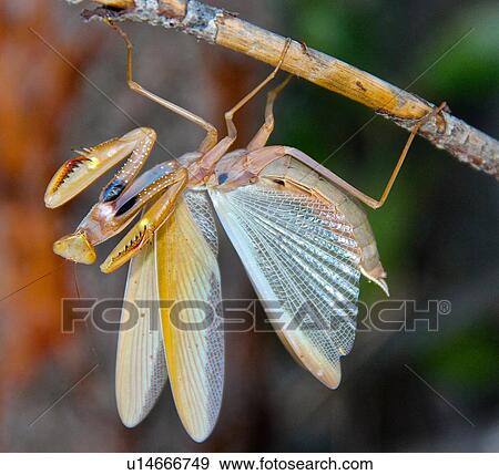 Stock Photo - Praying Mantis. Fotosearch