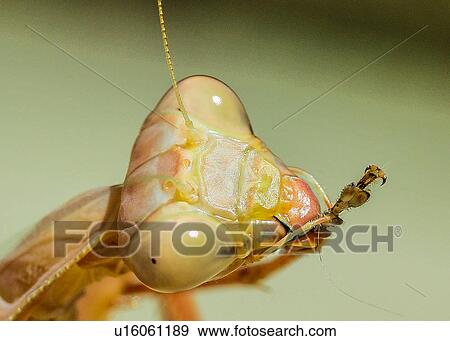 Stock Photo - Praying Mantis. Fotosearch