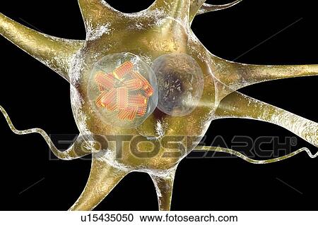 Stock Image - Rabies virus particles, illustration. Fotosearch