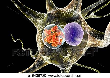 Rabies virus particles, illustration View Large Photo Image Stock Image - Rabies virus particles, illustration. Fotosearch