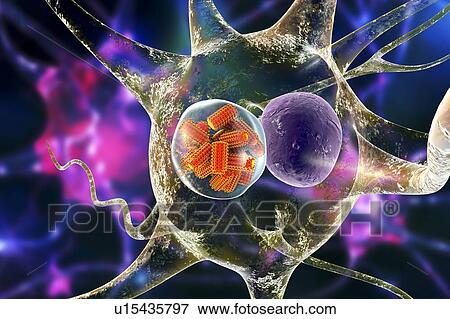 Rabies virus particles, illustration View Large Photo Image Stock Photo - Rabies virus particles, illustration. Fotosearch