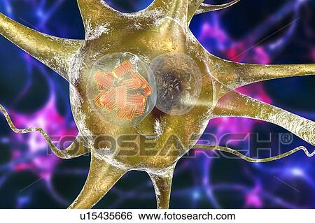 Stock Photograph - Rabies virus particles, illustration. Fotosearch