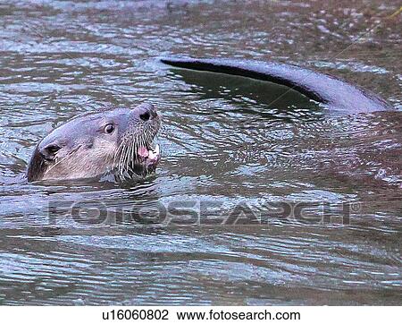 Stock Image - River Otter. Fotosearch