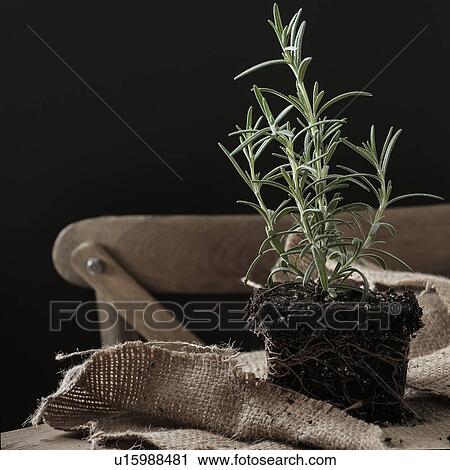 Rosemary plant without pot View Large Photo Image Stock Image - Rosemary plant without pot. Fotosearch