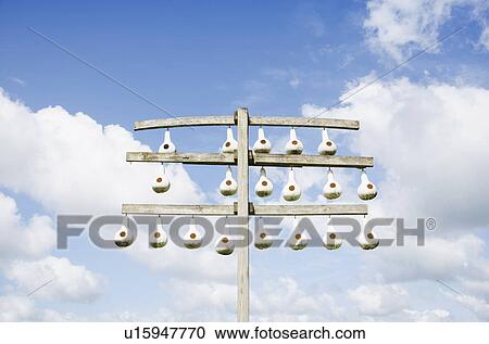 Row of purple martins' birdhouses made from empty gourds View Large Photo Image Stock Image - Row of purple martins' birdhouses made from empty gourds. Fotosearch