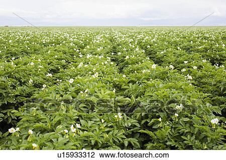 Stock Image - Rows of flowering potato plants. Fotosearch
