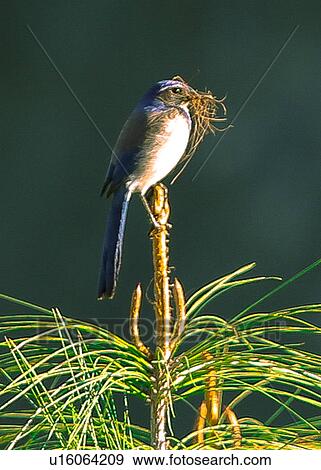 Stock Photo - Scrub Jay. Fotosearch
