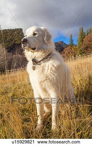 Stock Image - Sheepdog sitting in grass at farm. Fotosearch